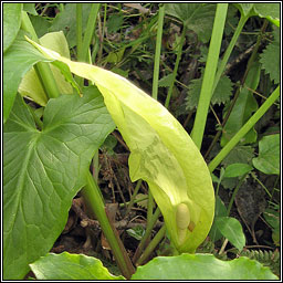 Italian Lords-and-ladies, Arum italicum subsp italicum, Cluas chaoin riabhach