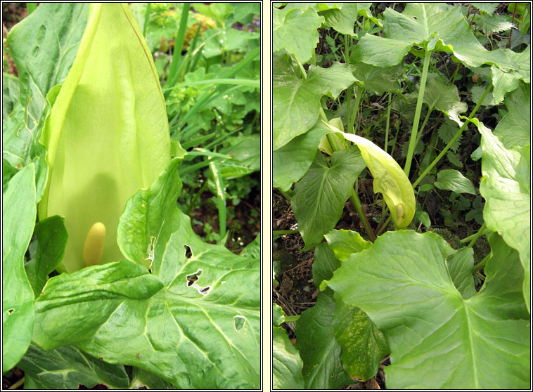 Italian Lords-and-ladies, Arum italicum subsp italicum, Cluas chaoin riabhach