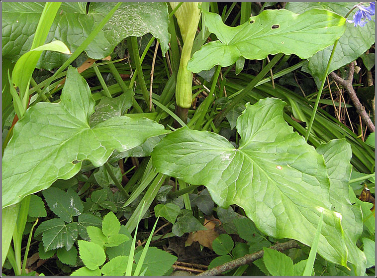 Italian Lords-and-ladies, Arum italicum subsp italicum, Cluas chaoin riabhach