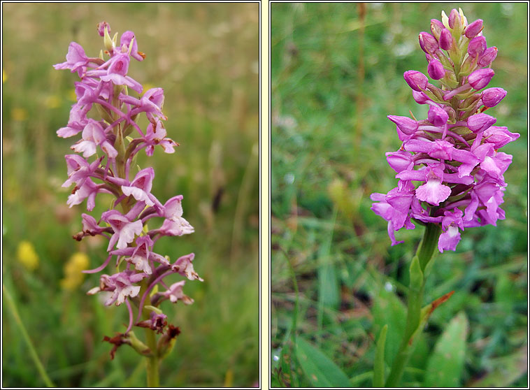 Fragrant-orchids, Gymnadenia conopsea sens lat