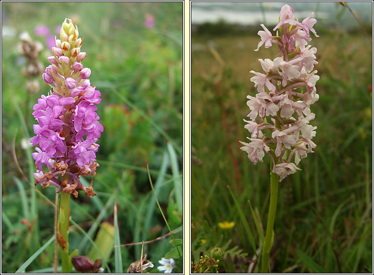 Fragrant-orchids, Gymnadenia conopsea sens lat