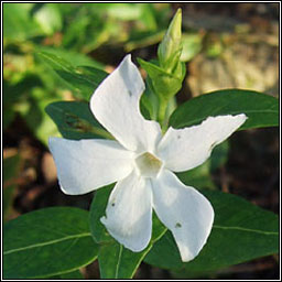 Intermediate Periwinkle, Vinca difformis