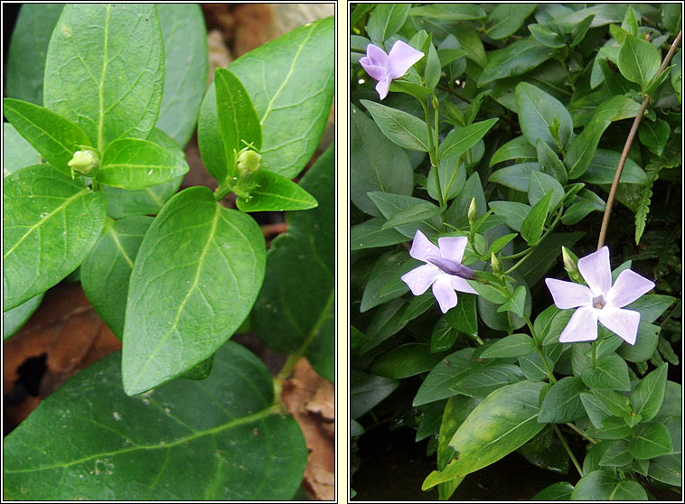 Intermediate Periwinkle, Vinca difformis