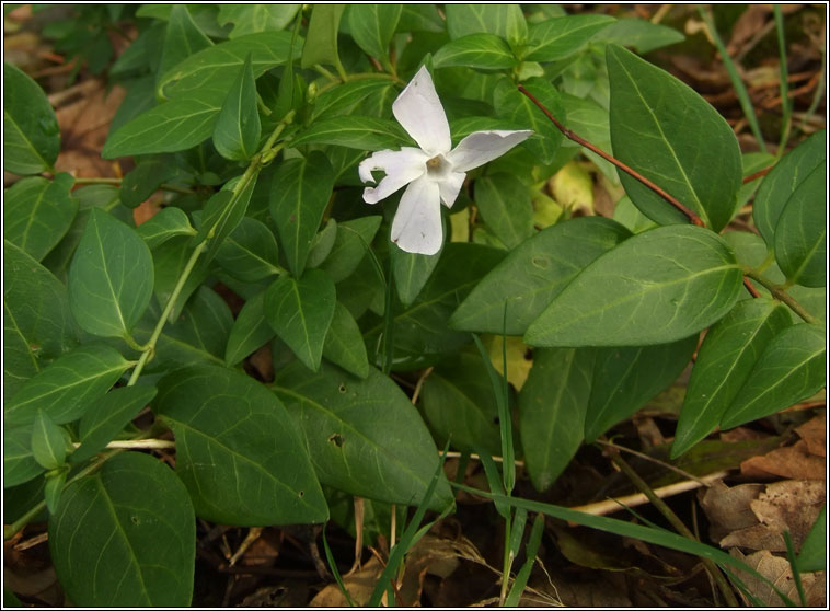 Intermediate Periwinkle, Vinca difformis