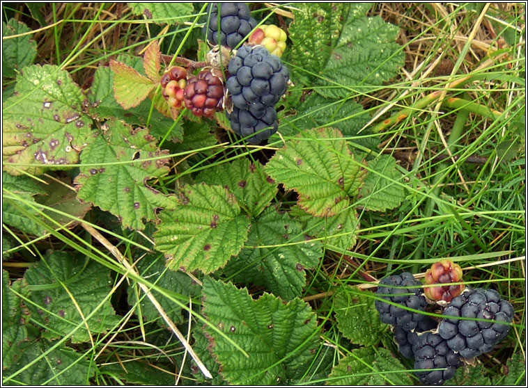 Dewberry, Rubus caesius, Eithreog