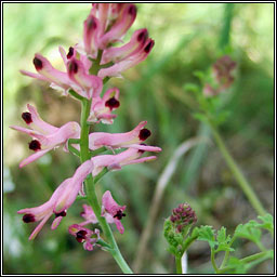 Tall Ramping-fumitory, Fumaria bastardii, Camn searraigh ard