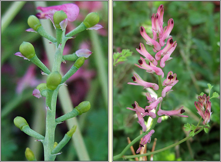 Tall Ramping-fumitory, Fumaria bastardii, Camn searraigh ard