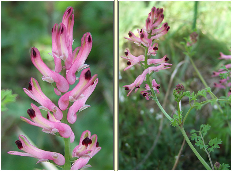 Tall Ramping-fumitory, Fumaria bastardii, Camn searraigh ard