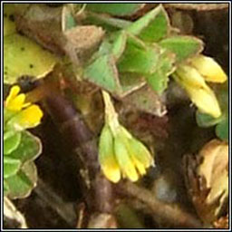 Slender Trefoil, Trifolium micranthum, Seamair bheag