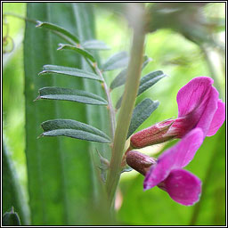 Common Vetch, Vicia sativa, Peasair chapaill