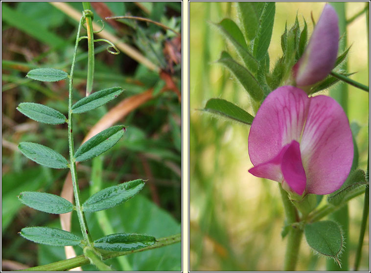 Common Vetch, Vicia sativa, Peasair chapaill