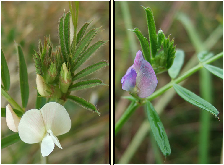 Common Vetch, Vicia sativa, Peasair chapaill