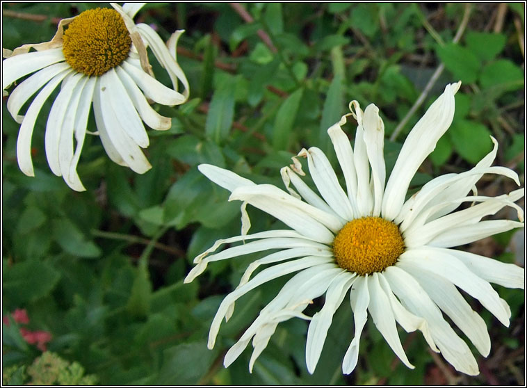 Shasta Daisy, Leucanthemum x superbum