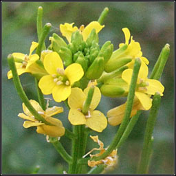 American Winter-cress, Barbarea verna, Treabhach earraigh