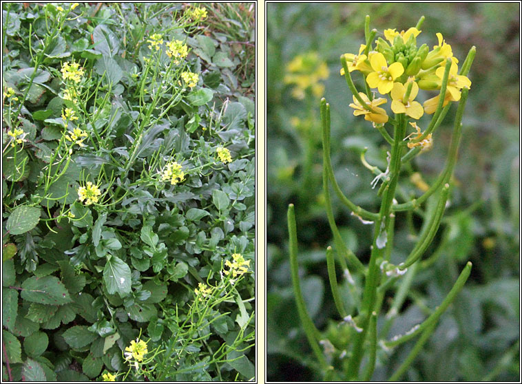 American Winter-cress, Barbarea verna, Treabhach earraigh