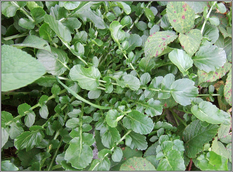 American Winter-cress, Barbarea verna, Treabhach earraigh