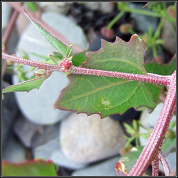 Babington's Orache, Atriplex glabriuscula, Eilifleog chladaigh