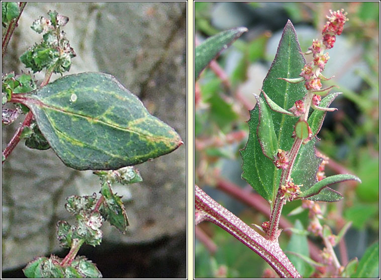 Babington's Orache, Atriplex glabriuscula, Eilifleog chladaigh