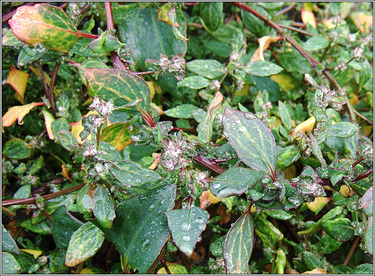 Babington's Orache, Atriplex glabriuscula, Eilifleog chladaigh