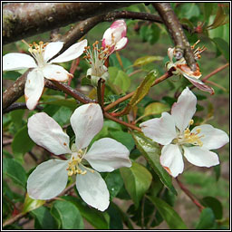 Crab-apple, Malus sylvestris, Crann fia-ll