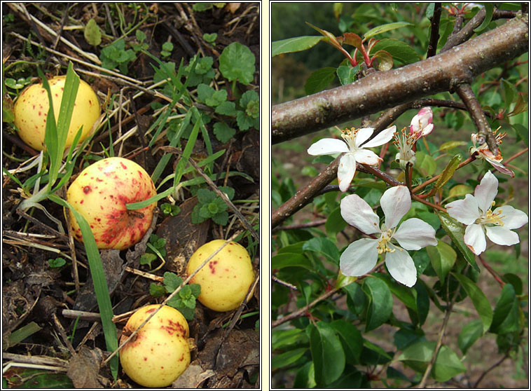 Crab-apple, Malus sylvestris, Crann fia-ll