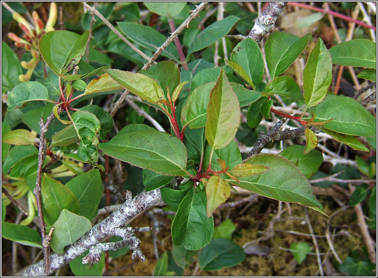 Crab-apple, Malus sylvestris, Crann fia-ll