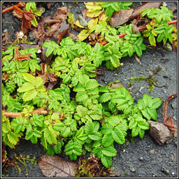 Two-spined Pirri-pirri-bur, Acaena ovalifolia, Spochn