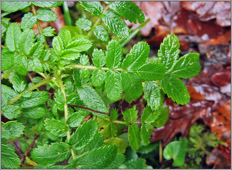 Two-spined Pirri-pirri-bur, Acaena ovalifolia, Spochn