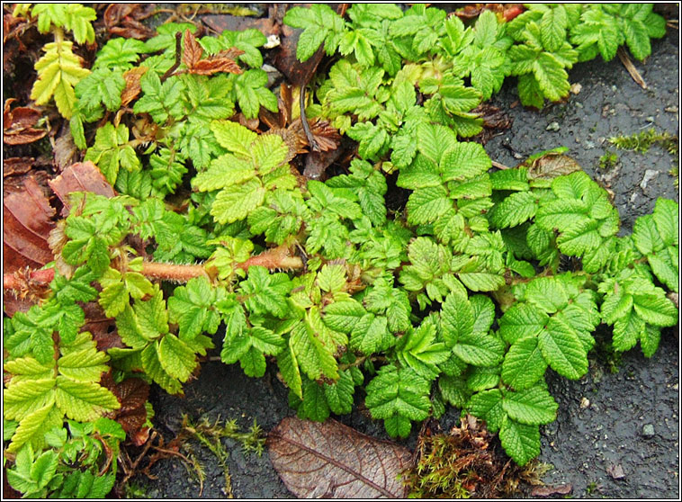 Two-spined Pirri-pirri-bur, Acaena ovalifolia, Spochn