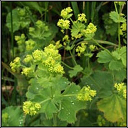 Garden Lady's-mantle, Alchemilla mollis, Dearna Mhuire