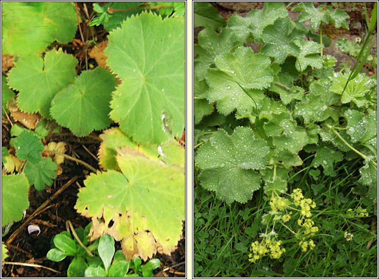 Garden Lady's-mantle, Alchemilla mollis, Dearna Mhuire