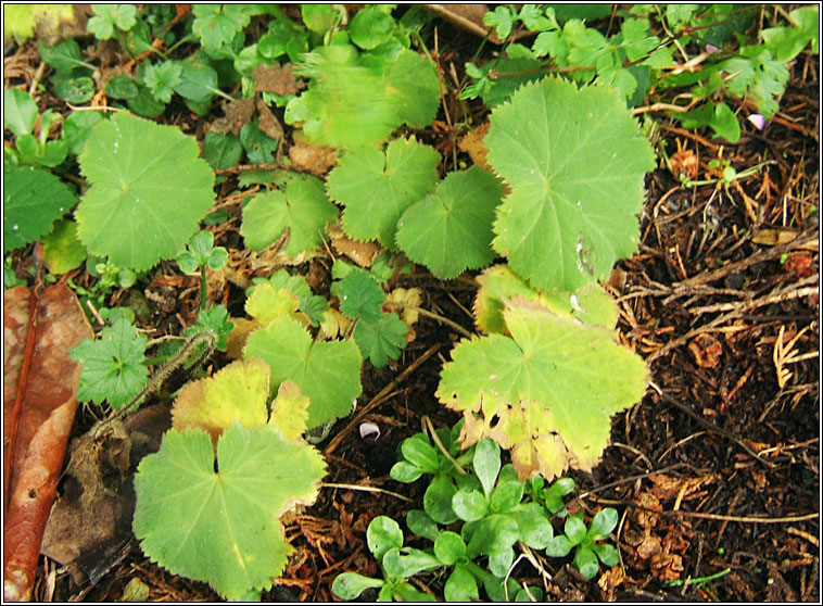 Garden Lady's-mantle, Alchemilla mollis, Dearna Mhuire