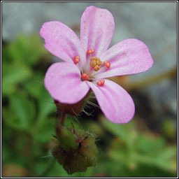 Herb-robert, Geranium robertianum subsp celticum