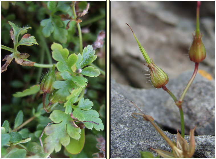 Herb-robert, Geranium robertianum subsp celticum