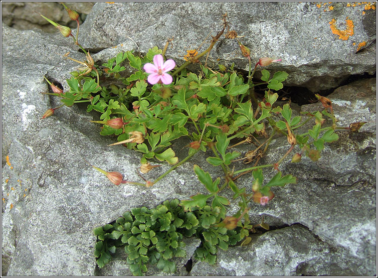 Herb-robert, Geranium robertianum subsp celticum