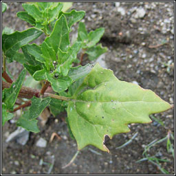 Red Goosefoot, Oxybasis rubra, Blonagn dearg