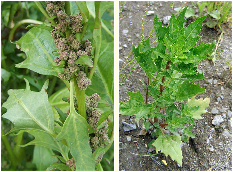 Red Goosefoot, Oxybasis rubra, Blonagn dearg