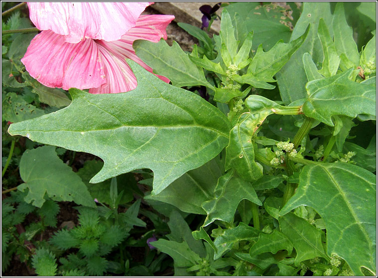 Red Goosefoot, Oxybasis rubra, Blonagn dearg