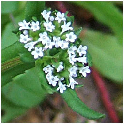 Keeled-fruited Cornsalad, Valerianella carinata, Ceathr uain dhroimneach