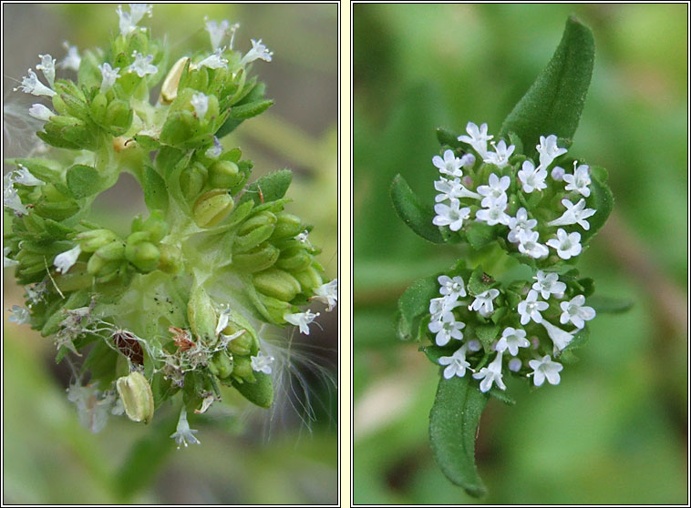 Keeled-fruited Cornsalad, Valerianella carinata, Ceathr uain dhroimneach