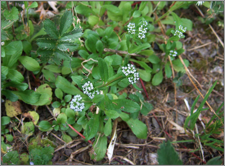 Keeled-fruited Cornsalad, Valerianella carinata, Ceathr uain dhroimneach