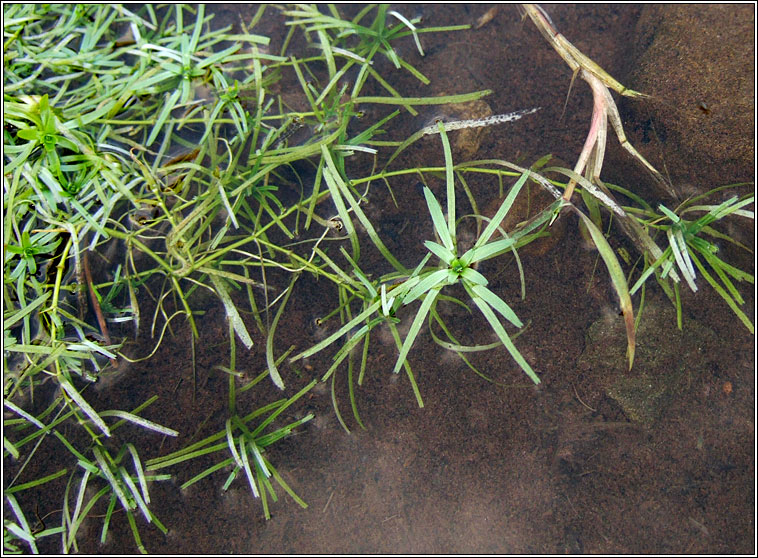 Intermediate Water-starwort, Callitriche brutia subsp hamulata, Riltn menach