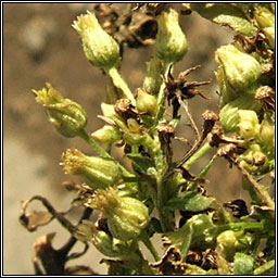 Bilbao Fleabane, Erigeron floribundus