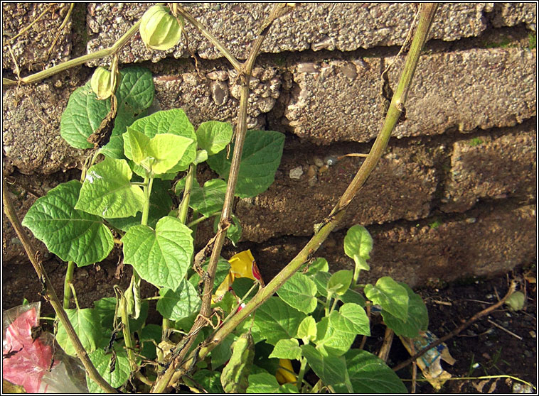 Cape-gooseberry, Physalis peruviana