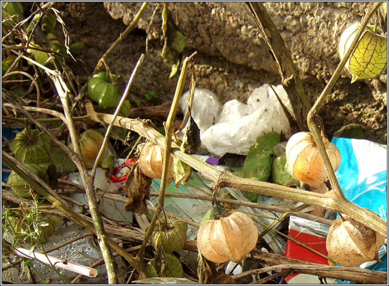 Cape-gooseberry, Physalis peruviana