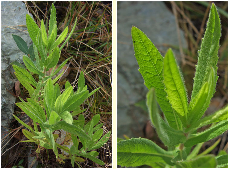 Niger, Guizotia abyssinica