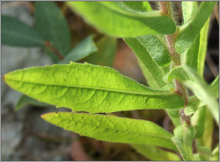 Niger, Guizotia abyssinica