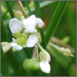 English Scurvygrass, Cochlearia anglica, Carrn muirisce