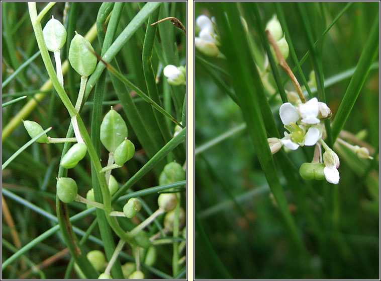 English Scurvygrass, Cochlearia anglica, Carrn muirisce