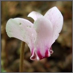 Ivy-leaved Cyclamen, Cyclamen hederifolium